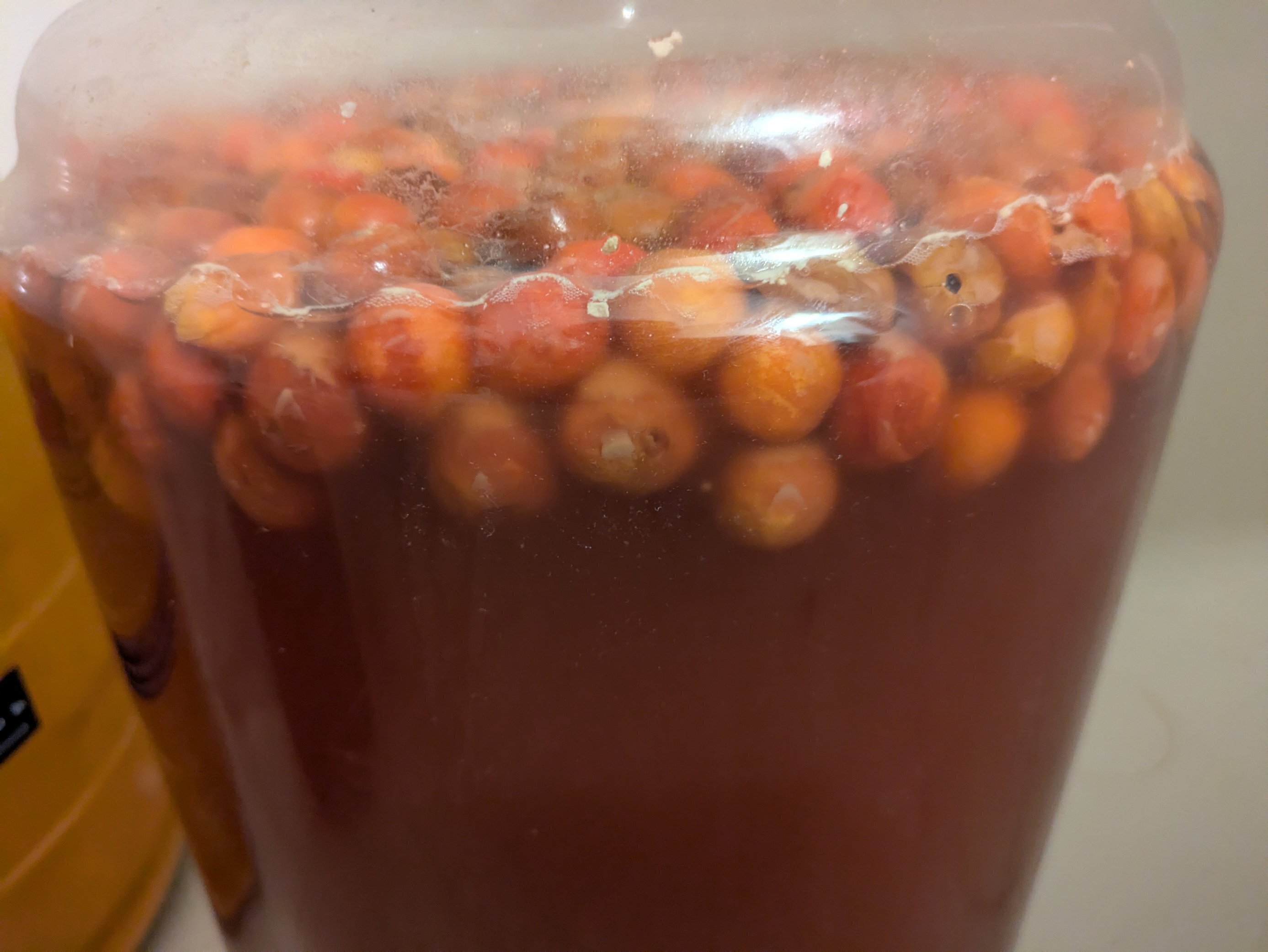 Montmorency cherries floating at the surface of mead in a fermenter.