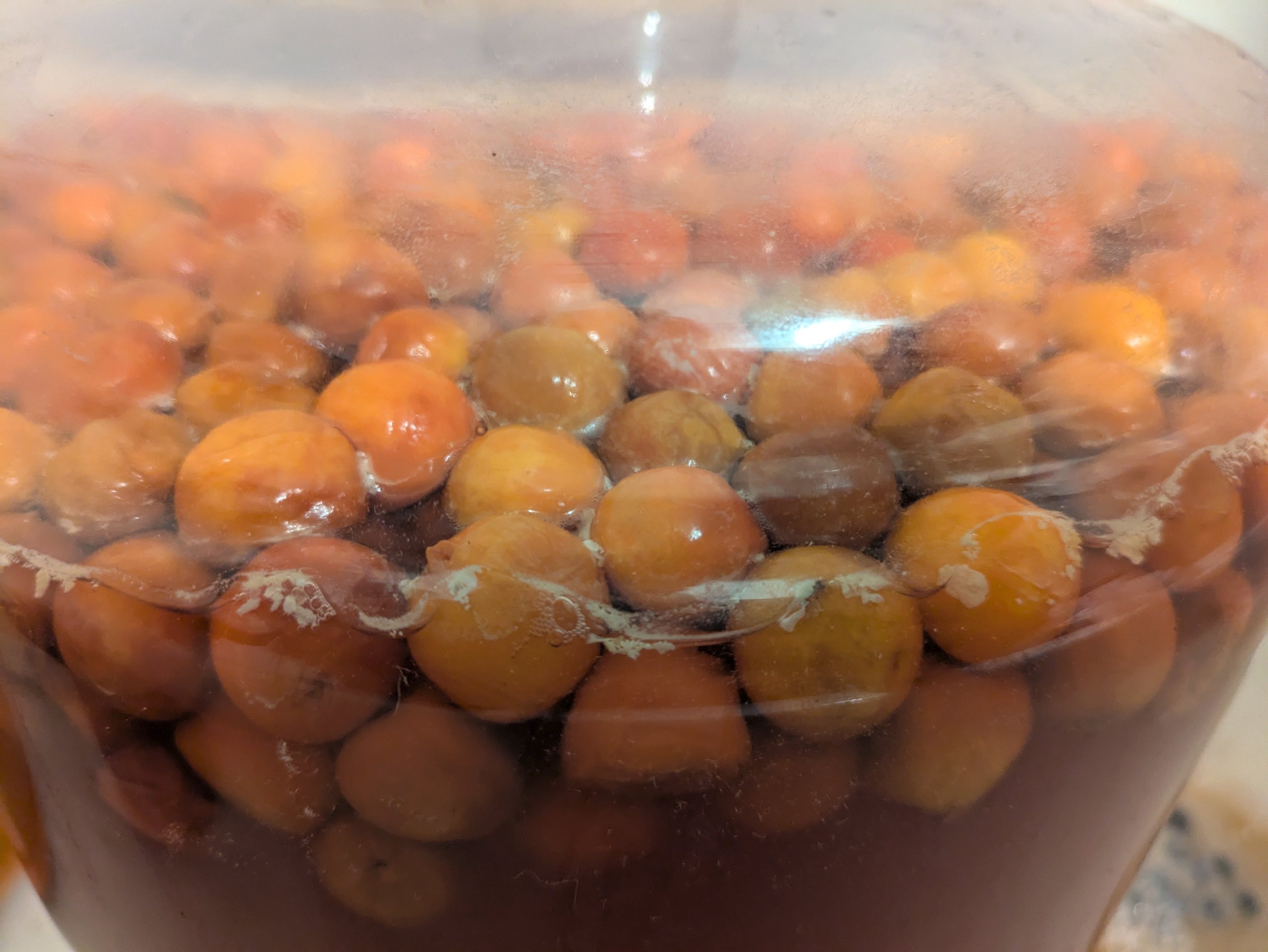 Yellowing cherries floating on the surface of a fermenting mead
