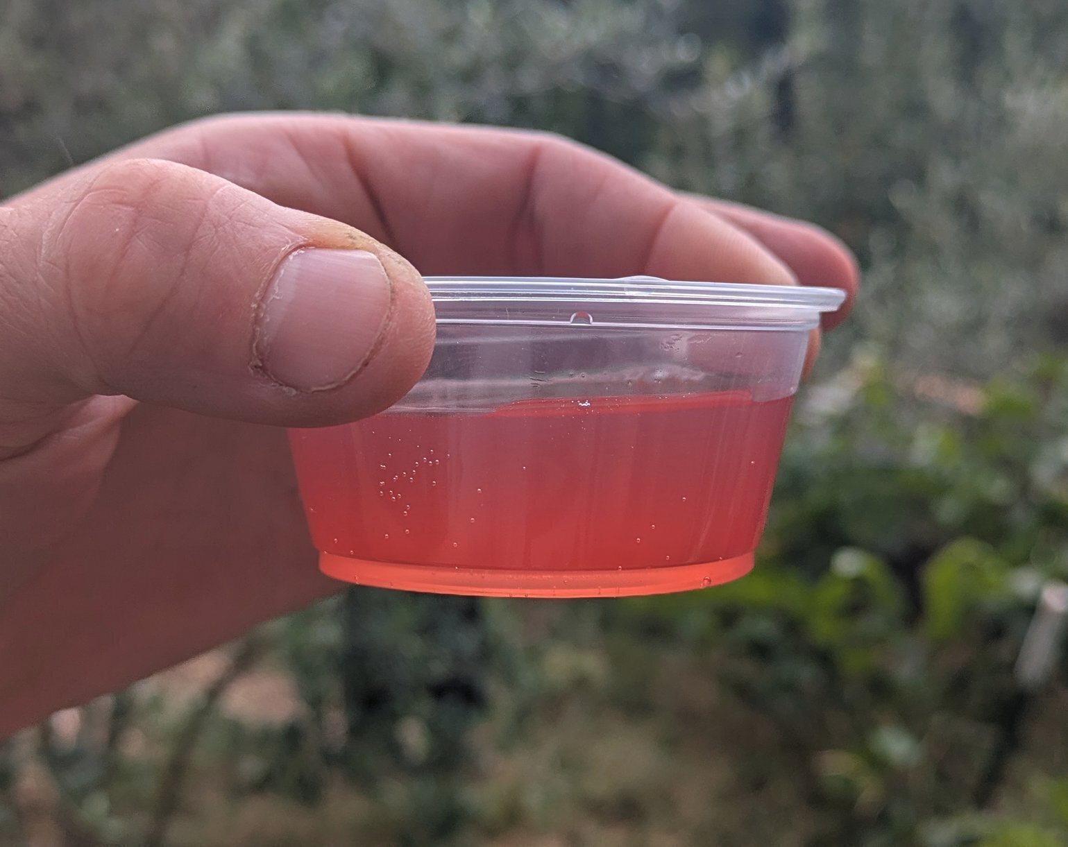 Small sample of lightly pink colored tart cherry mead in a small plastic tasting cup