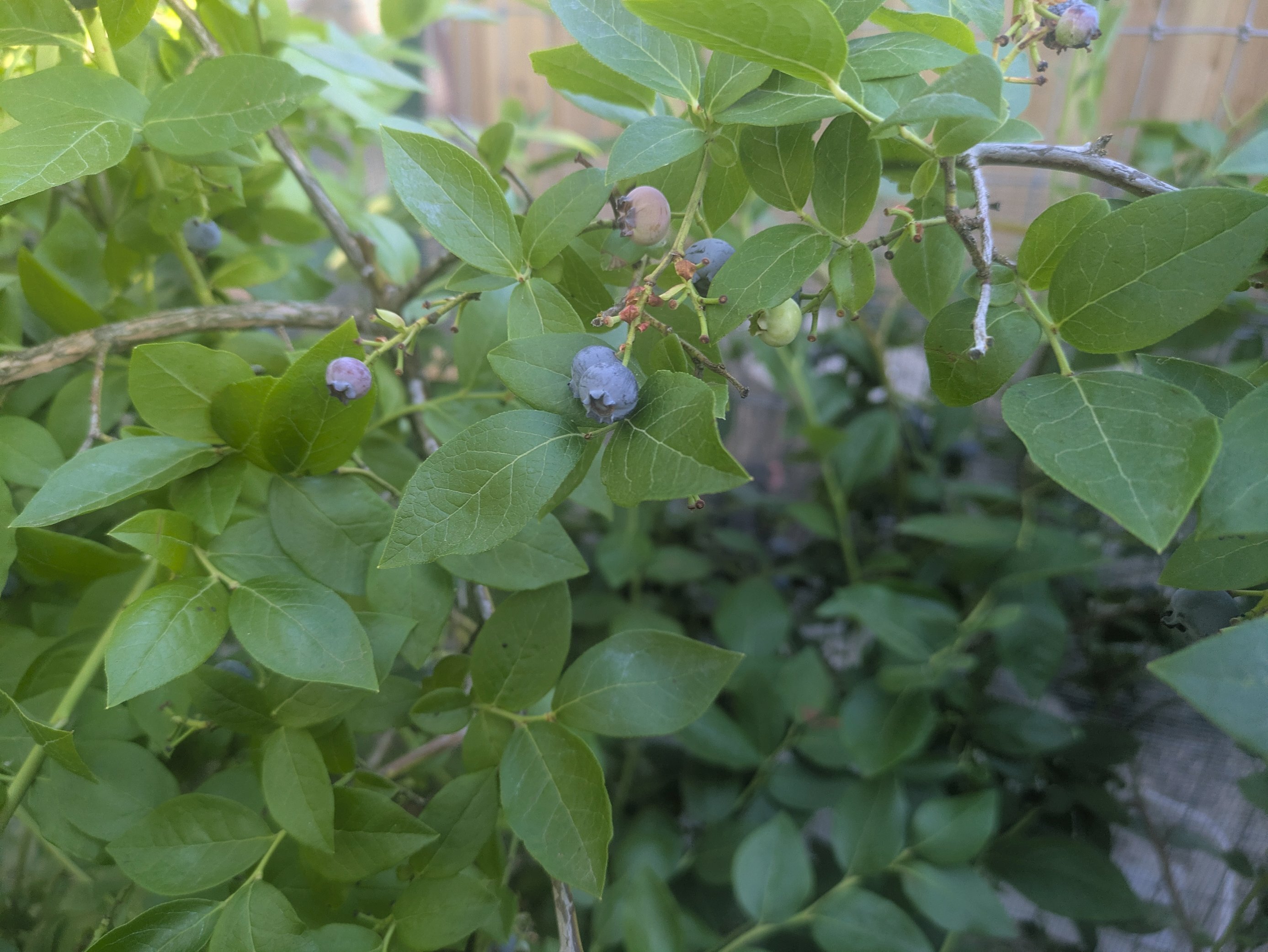 Berries on plants in my yard