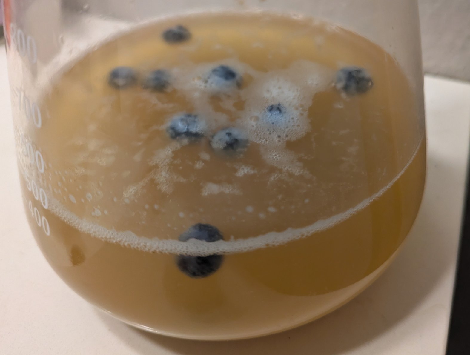 Visible bubbling around fruit in wild yeast capture starter